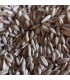 Avena