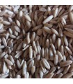 Avena