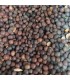 Semilla Beja para alimentación de aves granívoras