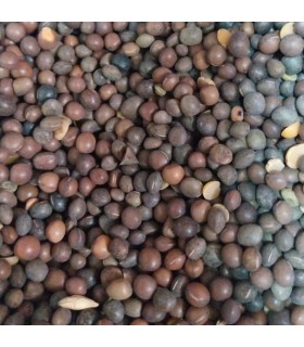 Semilla Beja para alimentación de aves granívoras