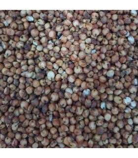 Sorgo rojo para alimentación de aves