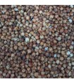 Sorgo Rojo
