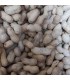 Cacahuetes con cáscara naturales para aves y pequeños roedores