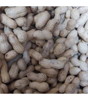 Cacahuetes con cáscara naturales para aves y pequeños roedores