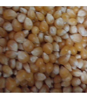 Maíz pequeño en grano para aves - Alimentación natural Piensos El Andalúz